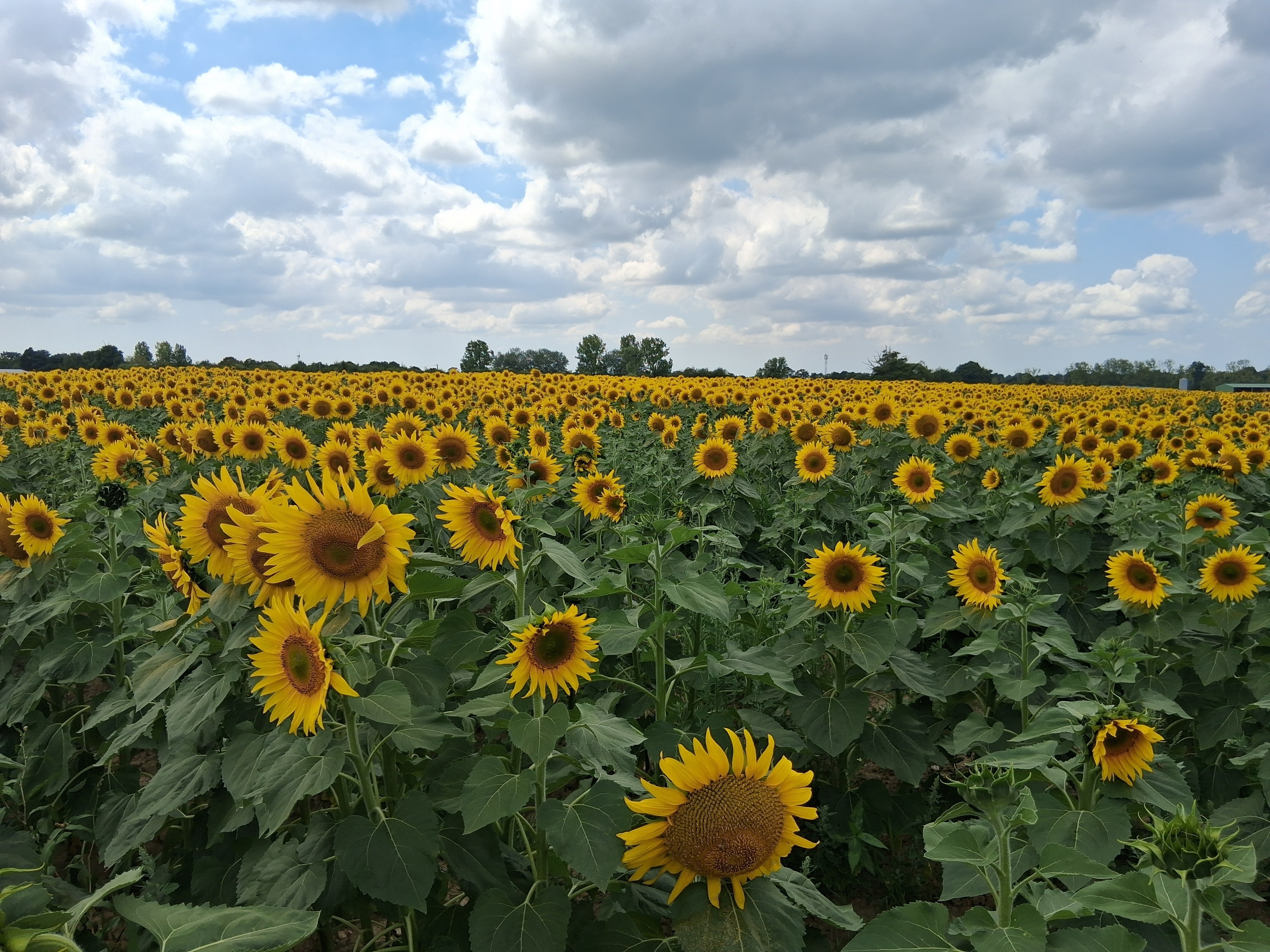 Falleron et ses paysages