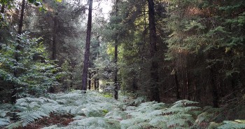 Office de tourisme - Forêt Aizenay