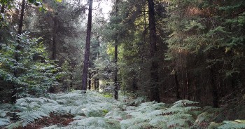 Office de tourisme - Forêt Aizenay