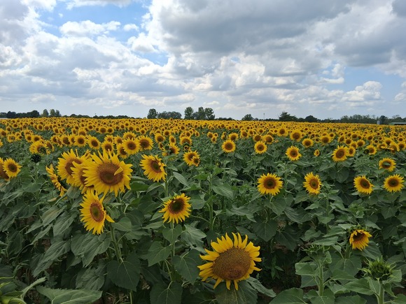 Falleron et ses paysages