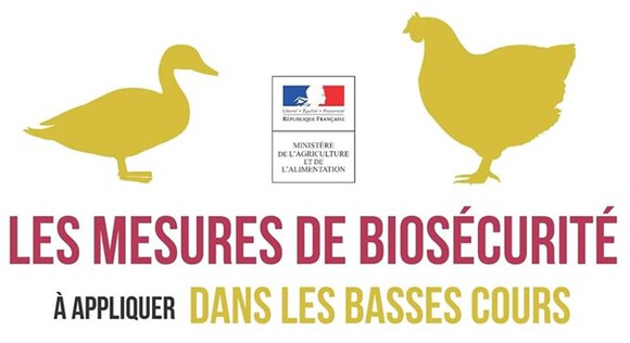 Basse cour